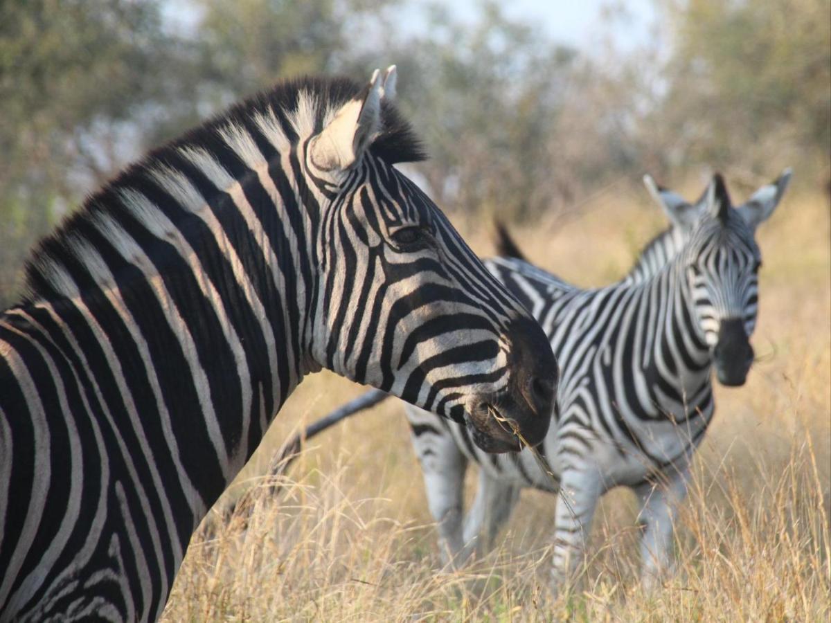 Masorini Bush Lodge & Safari Tents Пхалаборва Экстерьер фото