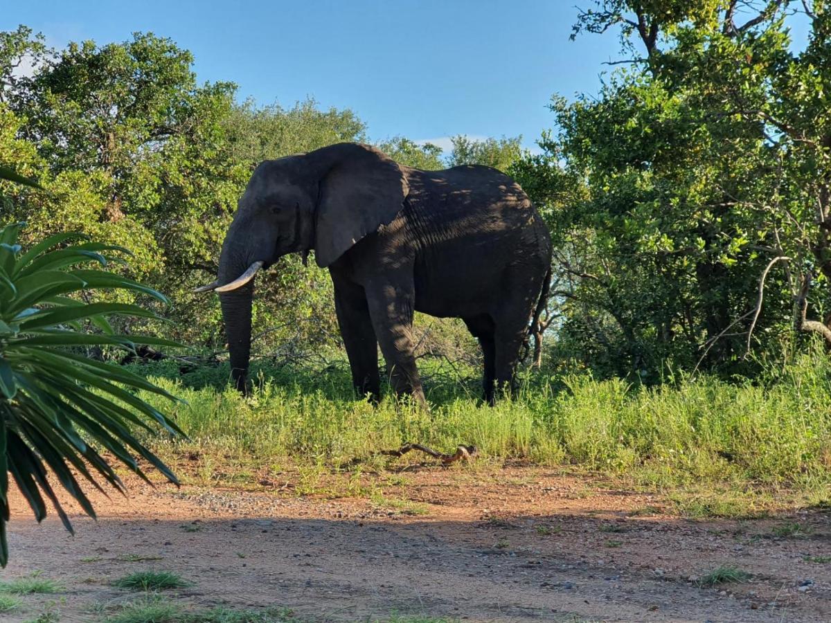 Masorini Bush Lodge & Safari Tents Пхалаборва Экстерьер фото